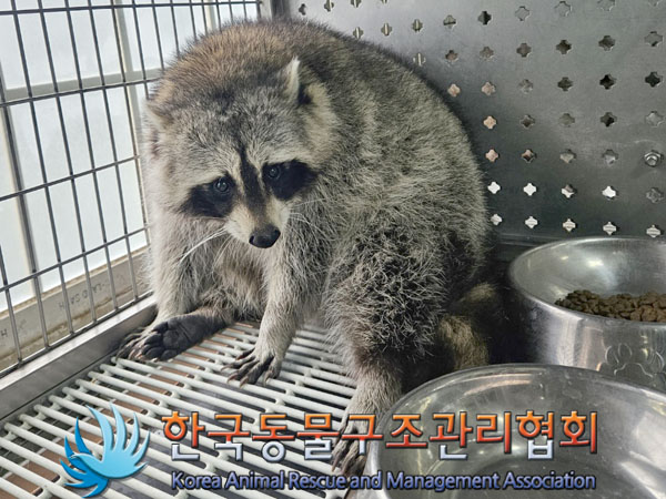 보호중 라쿤의 가족…